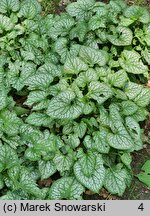 Brunnera macrophylla Mr. Morse