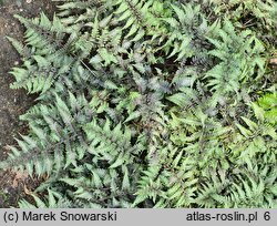 Athyrium niponicum Red Beauty