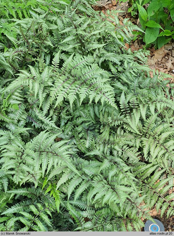 Athyrium niponicum Red Beauty