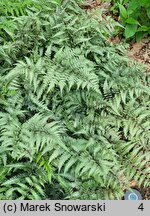 Athyrium niponicum Red Beauty