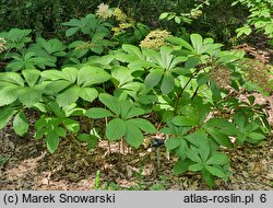 Rodgersia sambucifolia (rodgersia bzolistna)