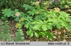 Rodgersia sambucifolia (rodgersia bzolistna)