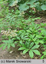 Rodgersia sambucifolia (rodgersia bzolistna)