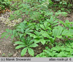 Rodgersia sambucifolia (rodgersia bzolistna)