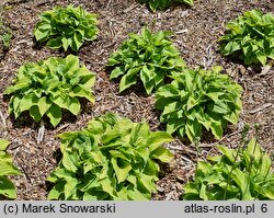 Hosta Illicit Affair