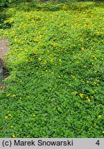 Lysimachia nummularia (tojeść rozesłana)