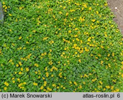 Lysimachia nummularia (tojeść rozesłana)