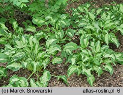 Hosta Allegan Fog