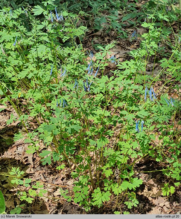 Corydalis Craigton Blue