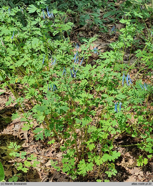 Corydalis Craigton Blue