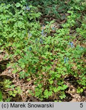 Corydalis Craigton Blue