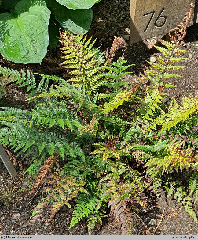 Polystichum tsus-simense Roca