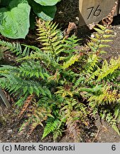 Polystichum tsus-simense Roca