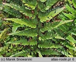 Polystichum tsus-simense Roca