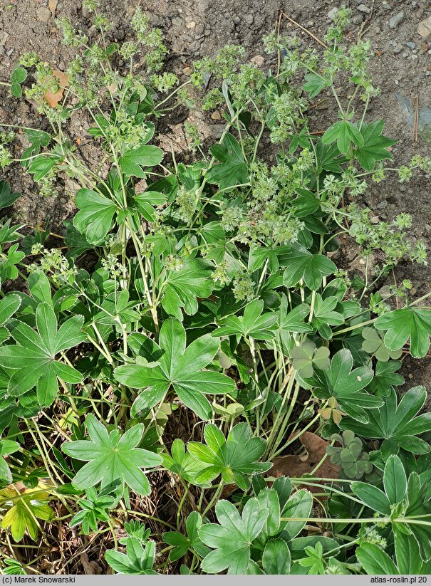 Alchemilla conjuncta (przywrotnik zrosłoklapowy)