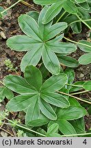 Alchemilla conjuncta (przywrotnik zrosłoklapowy)