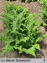 Dryopteris affinis agg. Crispa Congesta