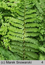 Dryopteris affinis agg. Crispa Congesta