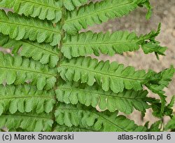 Dryopteris affinis agg. Crispa Congesta