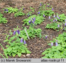 Campanula Sarastro