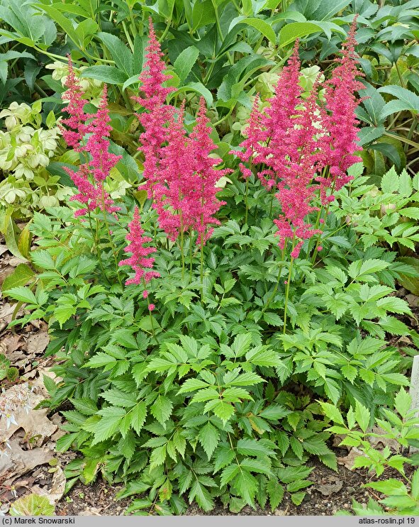 Astilbe japonica Koblenz