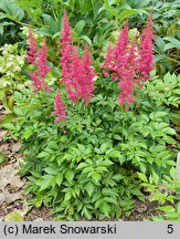 Astilbe japonica Koblenz