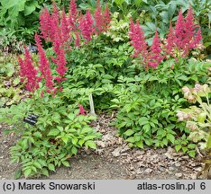 Astilbe japonica Koblenz