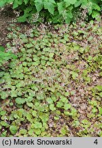 Saxifraga stolonifera (skalnica rozłogowa)