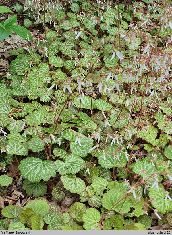 Saxifraga stolonifera (skalnica rozłogowa)