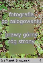Saxifraga stolonifera (skalnica rozłogowa)