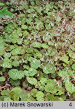 Saxifraga stolonifera (skalnica rozłogowa)