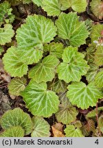 Saxifraga stolonifera (skalnica rozłogowa)