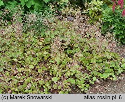 Saxifraga stolonifera (skalnica rozłogowa)