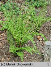 Dryopteris affinis agg. Cristata