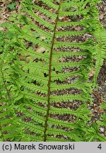 Dryopteris affinis agg. Cristata