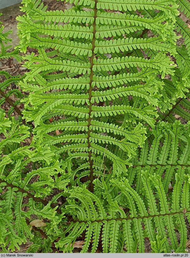 Dryopteris affinis agg. Cristata