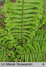 Dryopteris affinis agg. Cristata