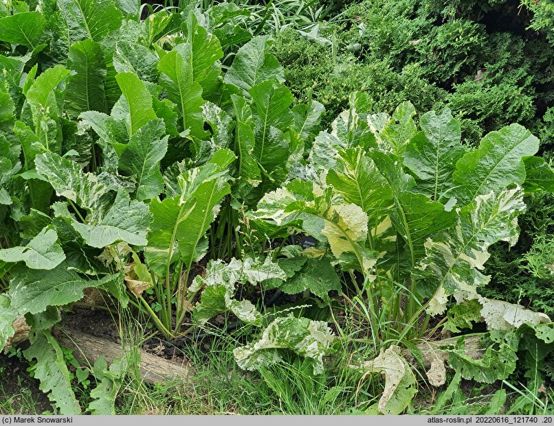 Armoracia rusticana Variegata