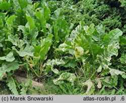 Armoracia rusticana Variegata