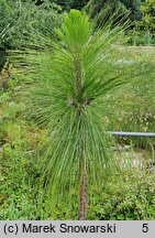 Pinus palustris (sosna długoigielna)