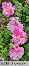 Rosa hort. Versicolor
