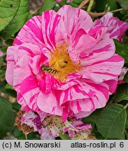Rosa hort. Versicolor