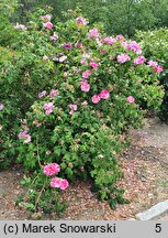 Rosa hort. Versicolor