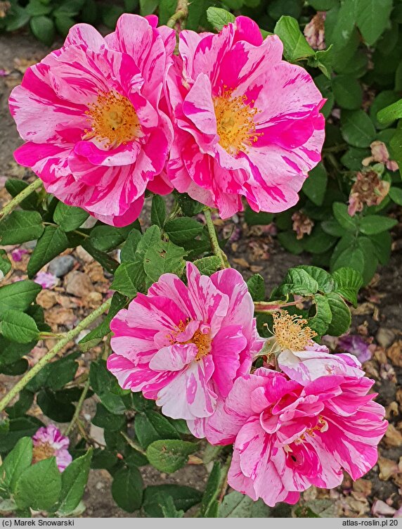 Rosa hort. Versicolor