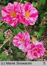 Rosa hort. Versicolor