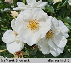 Rosa hort. Innocencia