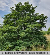 Acer platanoides Dissectum