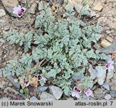 Erodium Smudge