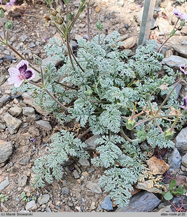 Erodium Smudge