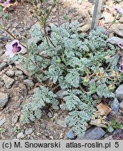 Erodium Smudge